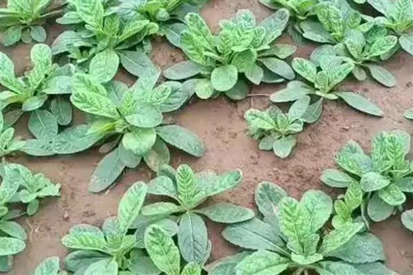 种植地黄的效益，取决于亩产量
