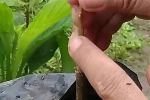 榴莲的嫁接繁殖技术,可以芽接、劈接等