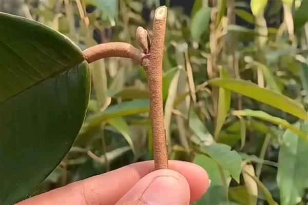 榴莲的嫁接繁殖技术,可以芽接、劈接等