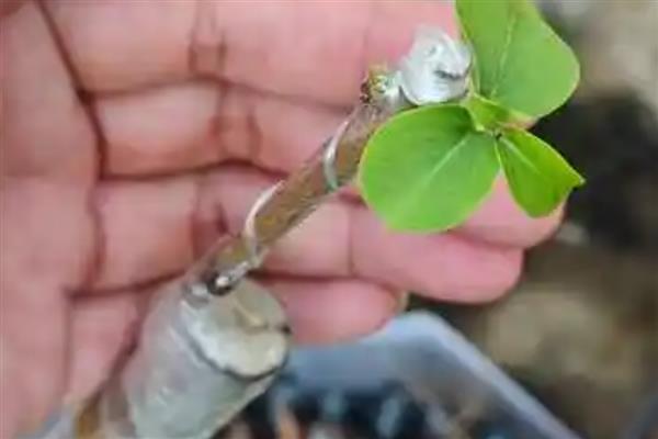 榴莲的嫁接繁殖技术,可以芽接、劈接等