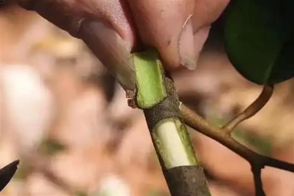 榴莲的嫁接繁殖技术,可以芽接、劈接等