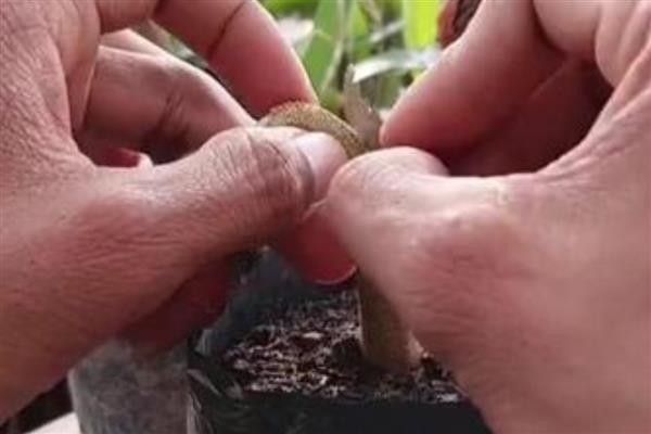 榴莲的嫁接繁殖技术,可以芽接、劈接等