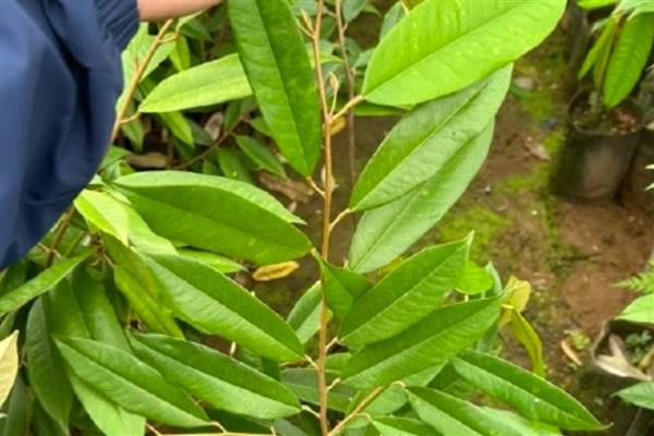 榴莲的嫁接繁殖技术,可以芽接、劈接等