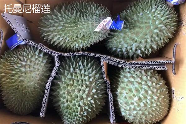 榴莲的嫁接繁殖技术,可以芽接、劈接等