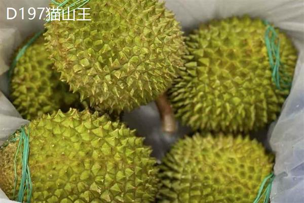 榴莲的嫁接繁殖技术,可以芽接、劈接等