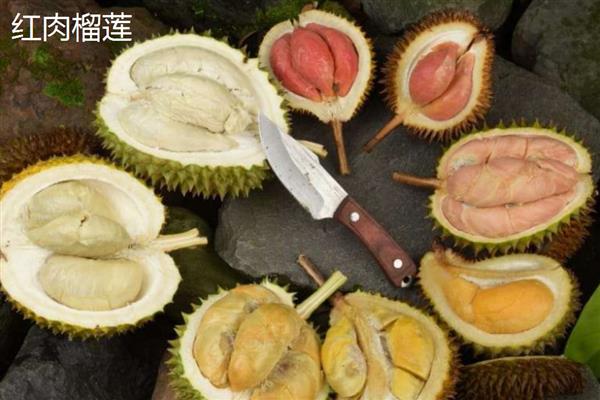 榴莲的嫁接繁殖技术,可以芽接、劈接等