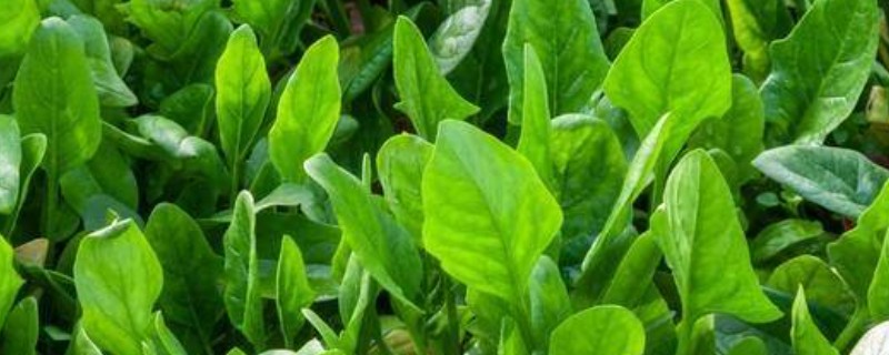如何露天种植越冬菠菜，封冻前浇一次封冻水