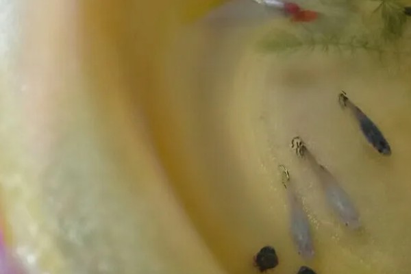孔雀鱼有哪些形态特征，其鱼体呈黄褐色