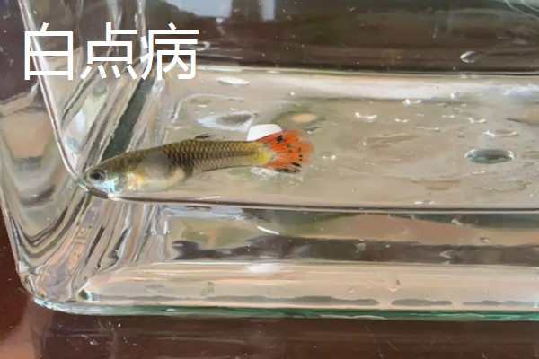 孔雀鱼有哪些形态特征，其鱼体呈黄褐色