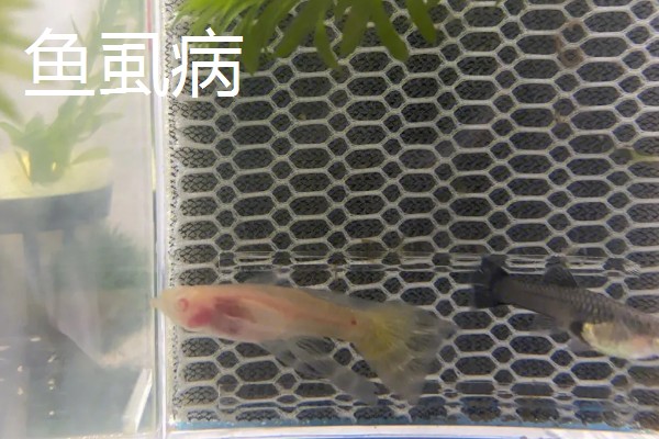 孔雀鱼有哪些形态特征，其鱼体呈黄褐色
