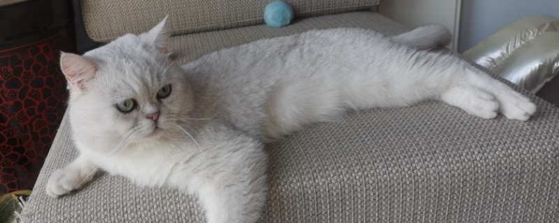 母猫产后为什么对着主人叫，可能是在求助或护崽