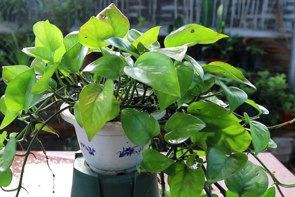 养殖绿萝的方法,生长季节让盆土保持湿润