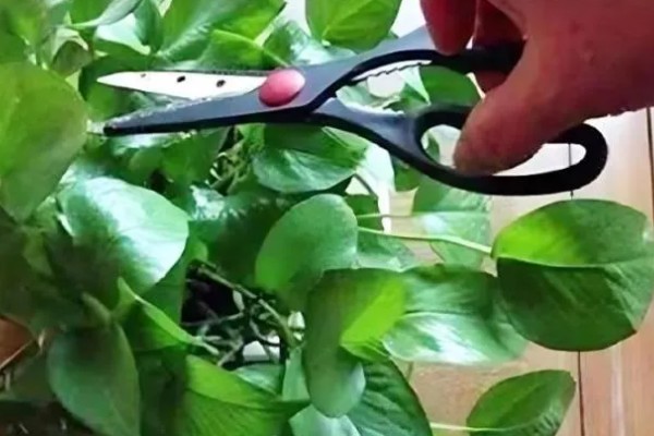 养殖绿萝的方法,生长季节让盆土保持湿润