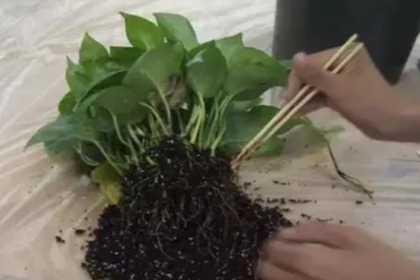 养殖绿萝的方法,生长季节让盆土保持湿润