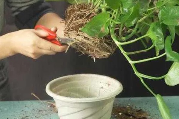 养殖绿萝的方法,生长季节让盆土保持湿润