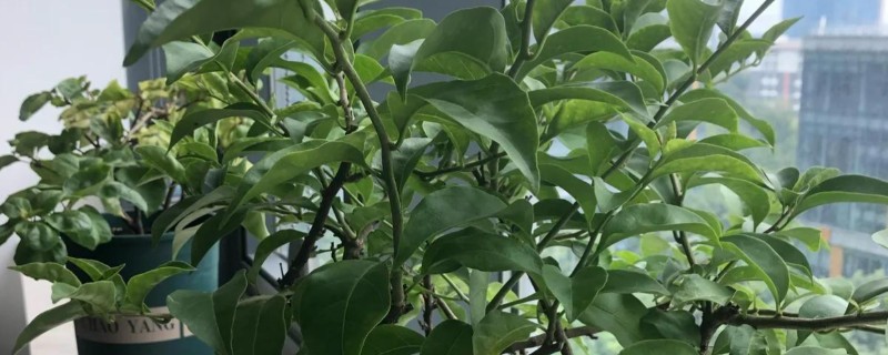 三角梅不开花的原因与处理方法，可能是缺乏修剪