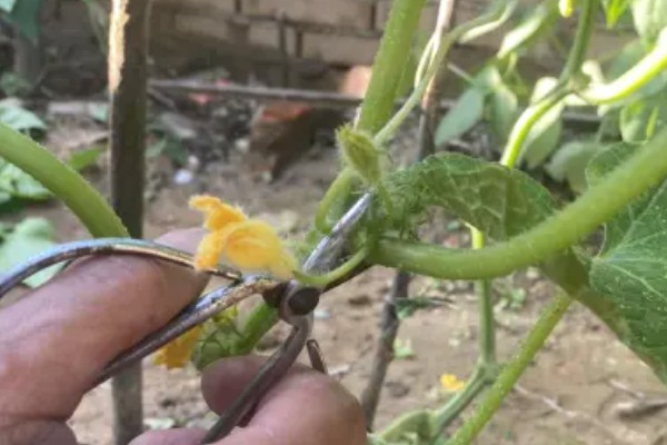 茄果类蔬菜早去枝杈的好处,可提早了侧枝结果的时间