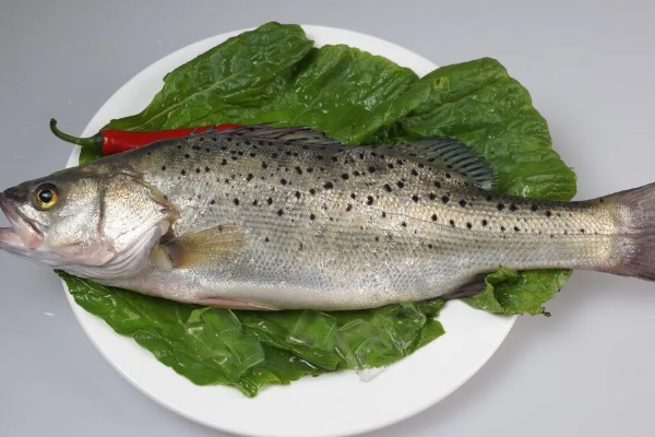 鲈鱼是不是发物,与鲳鱼、鲤鱼等品种都是发物