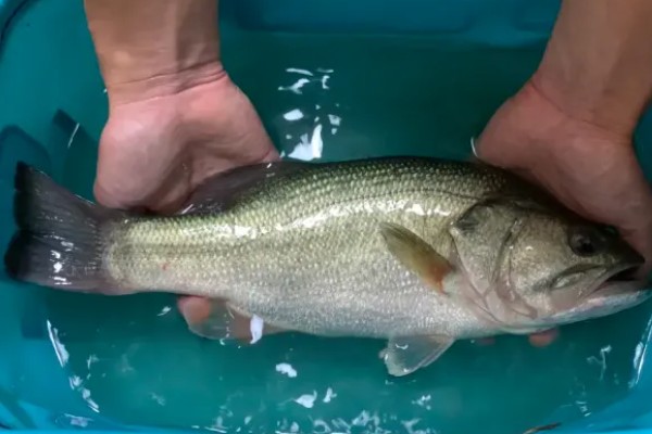鲈鱼是不是发物,与鲳鱼、鲤鱼等品种都是发物
