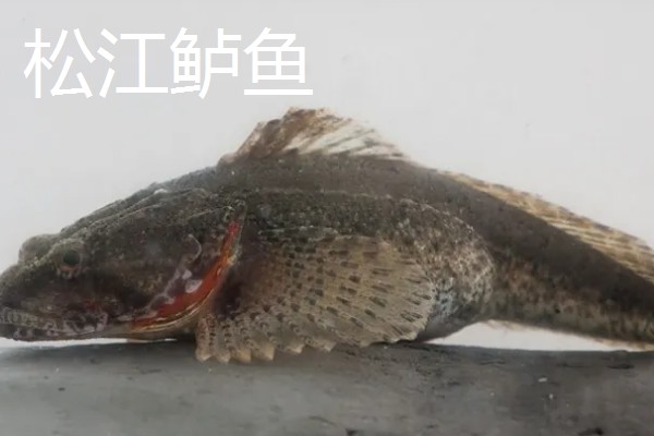 鲈鱼是不是发物,与鲳鱼、鲤鱼等品种都是发物
