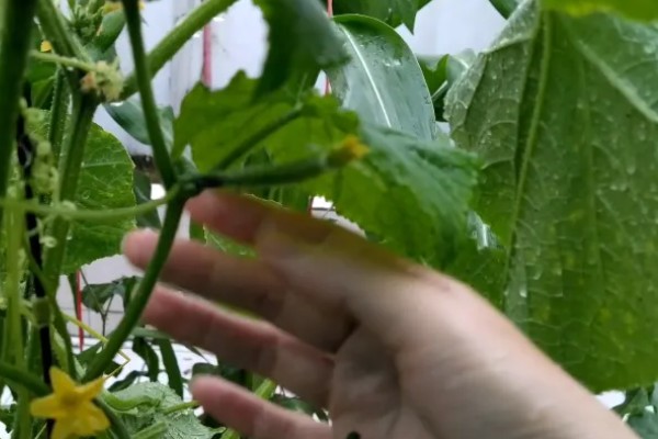 茄果类蔬菜早去枝杈的好处,可提早了侧枝结果的时间