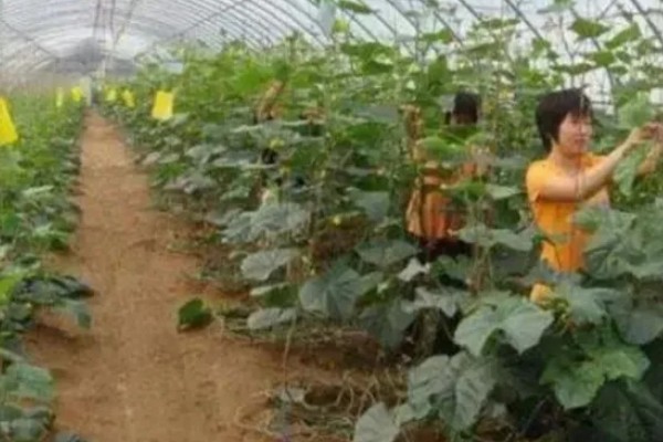 茄果类蔬菜早去枝杈的好处,可提早了侧枝结果的时间