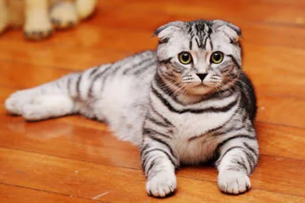 折耳猫容易得关节炎吗,折耳猫天生容易出现关节炎