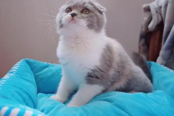 折耳猫容易得关节炎吗,折耳猫天生容易出现关节炎