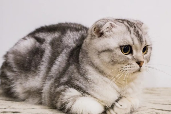 折耳猫容易得关节炎吗,折耳猫天生容易出现关节炎