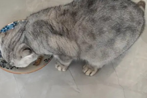 折耳猫容易得关节炎吗,折耳猫天生容易出现关节炎