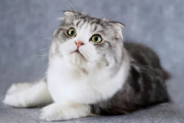 折耳猫容易得关节炎吗,折耳猫天生容易出现关节炎