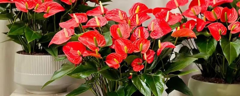 红掌花枯萎如何解决，遇到强光时要养在通风、有散射光的地方
