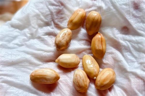 花生的种植方式,开花期要追施氮磷钾肥料