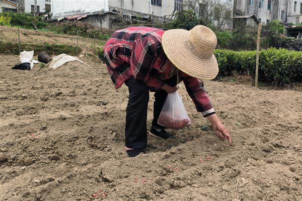 花生的种植方式,开花期要追施氮磷钾肥料