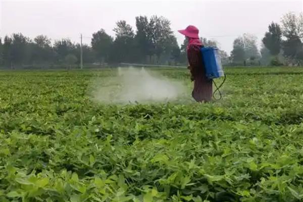 花生的种植方式,开花期要追施氮磷钾肥料