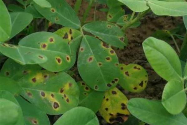 花生的种植方式,开花期要追施氮磷钾肥料