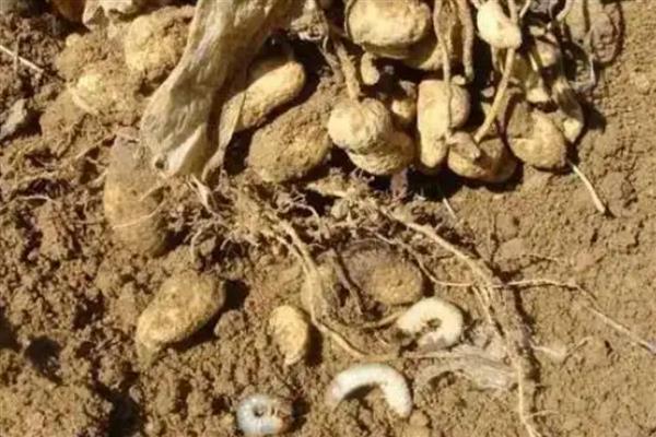 花生的种植方式,开花期要追施氮磷钾肥料