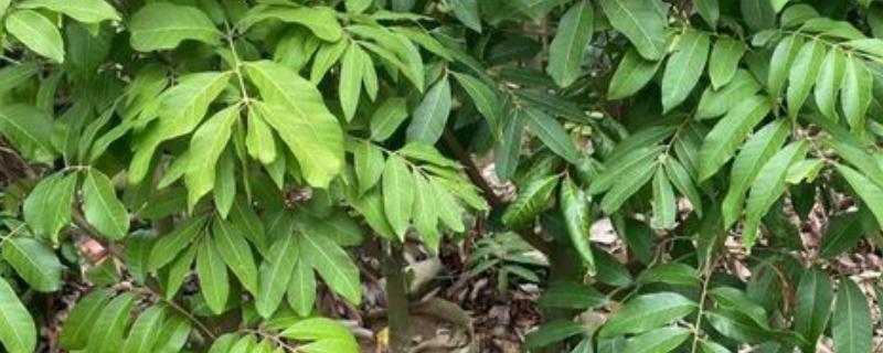 龙眼的种植方法，让根部舒展后再填土