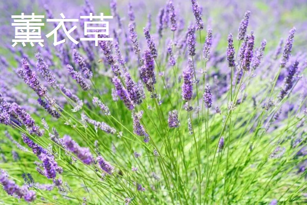 紫色的花品种，有薰衣草、紫丁香等