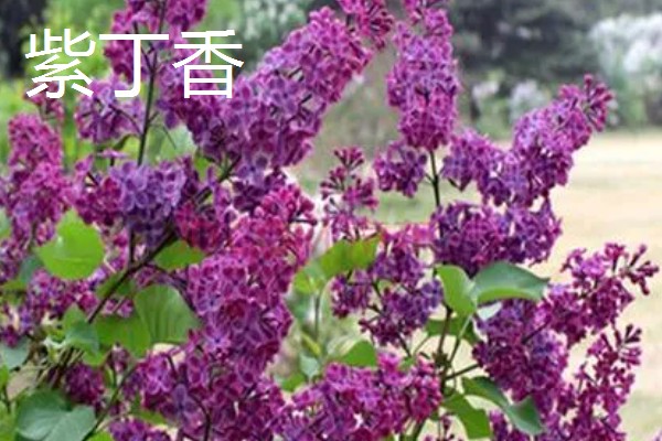 紫色的花品种，有薰衣草、紫丁香等