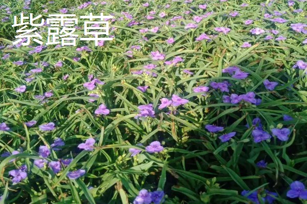 紫色的花品种，有薰衣草、紫丁香等