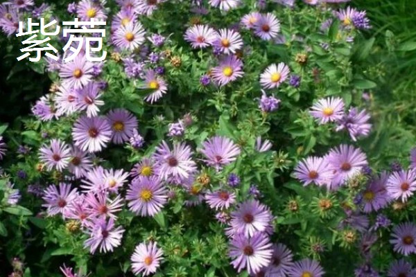 紫色的花品种，有薰衣草、紫丁香等