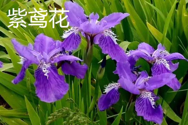 紫色的花品种，有薰衣草、紫丁香等