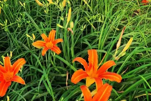 忘忧草有什么花语,代表忘记忧愁、爱的忘却、隐藏心情