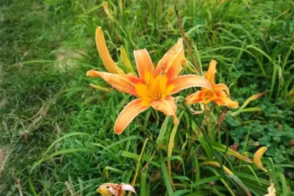 忘忧草有什么花语,代表忘记忧愁、爱的忘却、隐藏心情