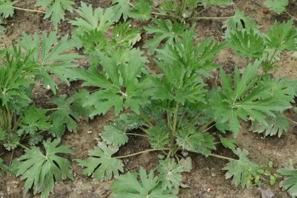 益母草的产地,产地在俄罗斯、朝鲜、日本等