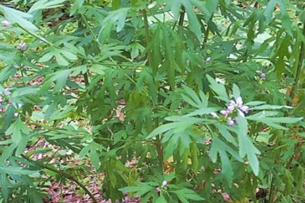 益母草的产地,产地在俄罗斯、朝鲜、日本等