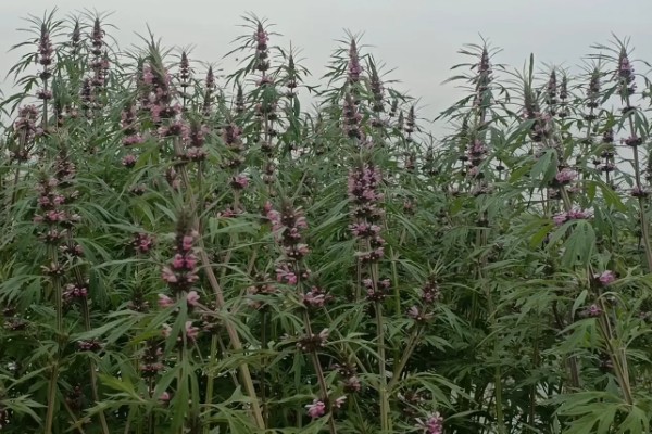 益母草的产地,产地在俄罗斯、朝鲜、日本等