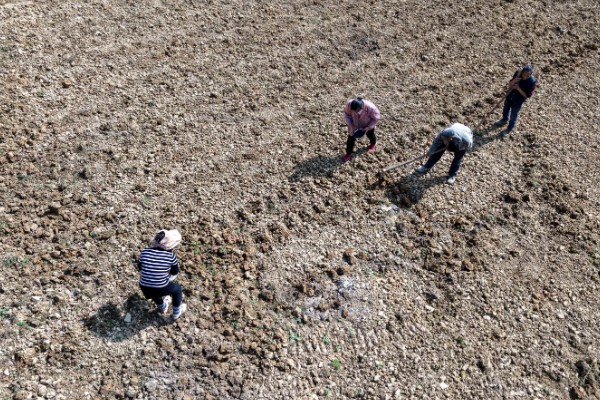 益母草的产地,产地在俄罗斯、朝鲜、日本等
