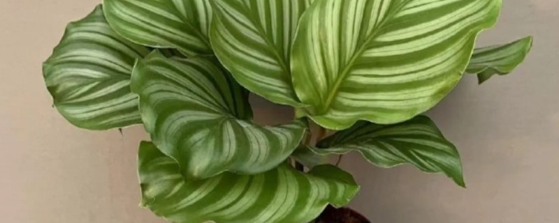 养殖竹芋用深盆吗，使用浅盆容易出现头重脚轻的情况
